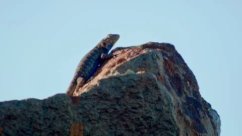On side of rock Sagebrush Lizard Steens Mountain Near malheur Wildlife Refuge 6 Stock Footage 82019584
