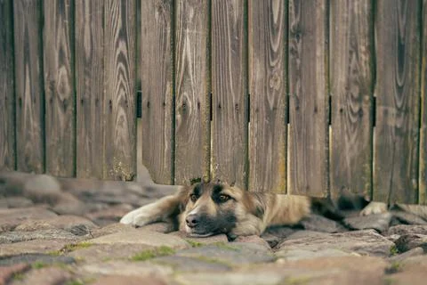 On the side of the round boulder street, a wolf breed dog is watching through Stock Photos