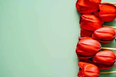 Side row of tulips Stock Photos