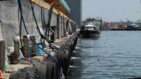 Side of Samcheok Port Raw Fish Center with Seagulls Stock Footage 276697491