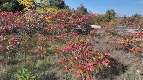 Side Scroll Through Vibrant Red Trees Near Simcoe Rail Trail Stock Footage 319716350