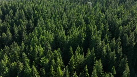 Side scrolling aerial of an evergreen forest in the Pacific North West. Stock Footage 199193677
