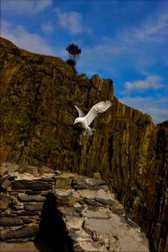 The side of sea gull Stock Photos