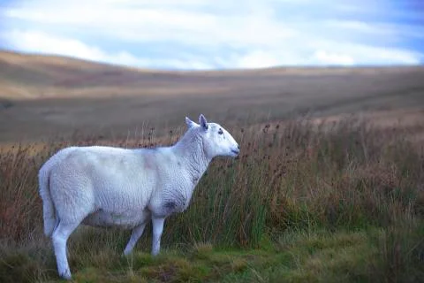Side on sheep  Stock Photos
