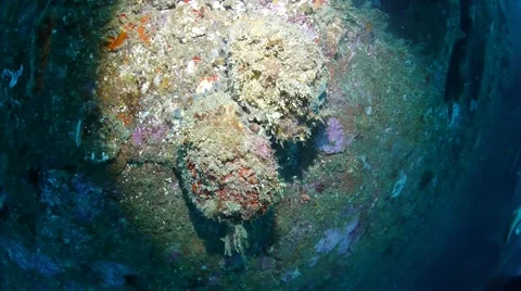Side of Ship of the USS Coolidge under water Stock Footage 40731682