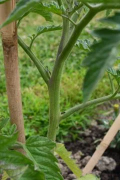Side shoot growing between trusses on a cordon tomato plant Stock Photos