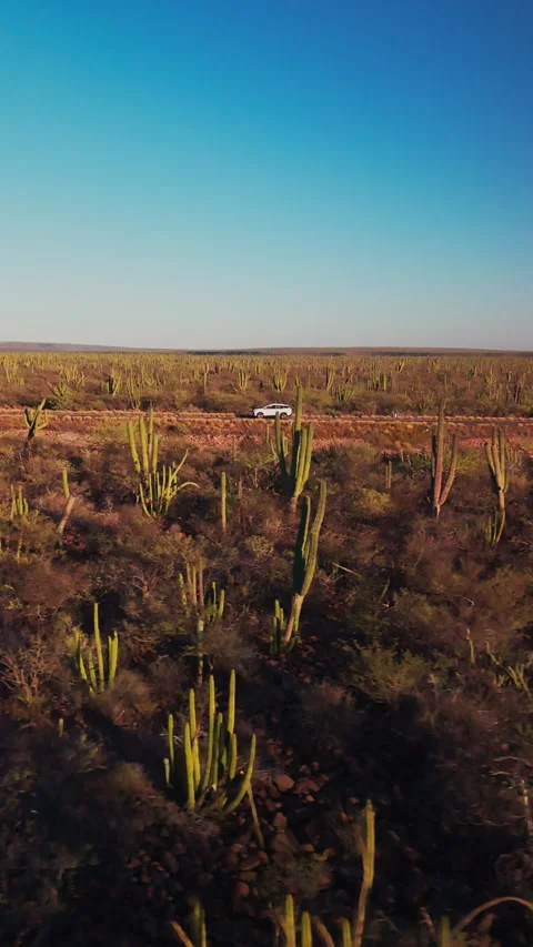 Side shot of car driving in cactus road Stock Footage 341052907