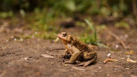 Side Shot of Frog on Forest Path Stock Footage 129619564