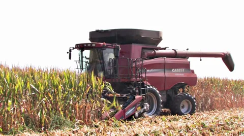 Side Shot of Harvester in Corn Row Video stock 31145572