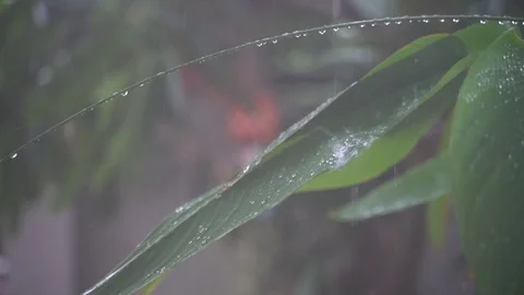 Side shot of the leaf on rainy day Stock Footage 121942290