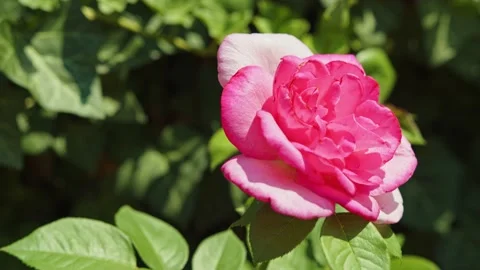 Side shot of a pink rose in the garden, closeup Stock Footage 201110233