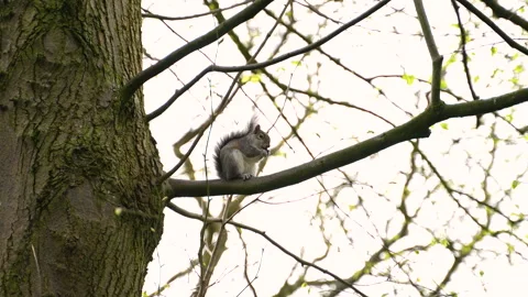 Side shot of a squirrel sitting on a branch, high in a tree in Sefton Park Stock Footage 304883649