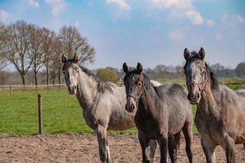 Side shot of three grey jumping horses stallions, they are close to each othe Stock Photos