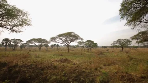Side shot of trees in African prairie, viewed from the car. Stock Footage 201368312