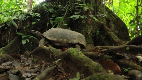 Side shot of a yellow footed tortoise Chelonoidis denticulatus Stock Footage 142758877