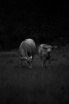 Side by side buffalo  Stock Photos