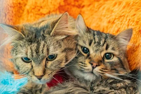 Side-by-side close-up photographs of two cats against a light background One  Fotos de archivo