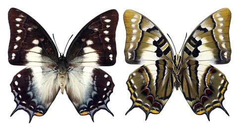 Side by side comparison of dark dorsal side and light ventral side of two t.. Stock Photos