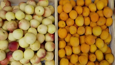 Side-by-side crates filled with pale nectarines and bright orange apricots at a Stock Footage 326063942