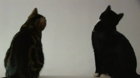 Side to side Stock Footage 80572