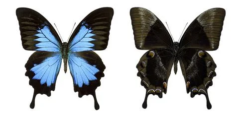Side by side view showing the blue dorsal side and brown ventral side of a .. Stock Photos