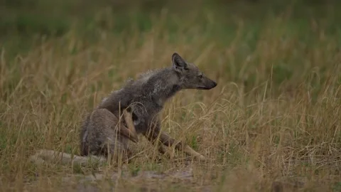 Side-striped jackal, Canis adustus, canid native to Africa, in the golden grass. Stock Footage 223337480