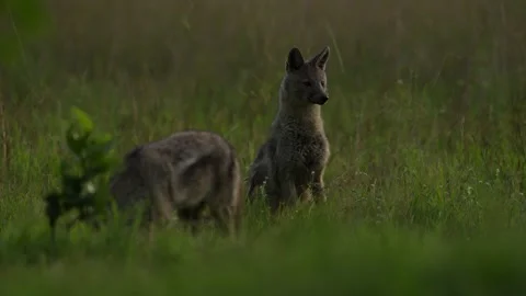 Side-striped jackal, Canis adustus, canid native to Africa, in the golden grass. Stock Footage 223372583