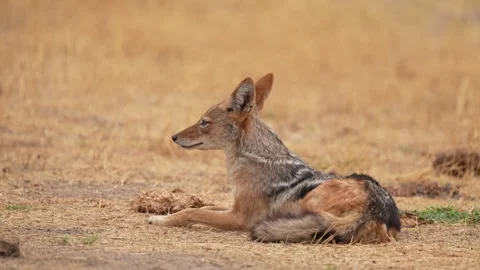Side-striped jackal, Canis adustus, canid native to Africa, in golden grass. Wet Video stock 260324782