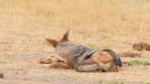 Side-striped jackal, Canis adustus, canid native to Africa, in golden grass. Wet Stock Footage 260325121