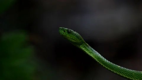 Side-striped Palm-pit viper lay frozen in rainforest portrait Stock Footage 152723305