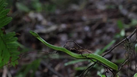 Side-striped Palm-pit viper lay frozen in rainforest undergrowth closeup Stock Footage 154014847
