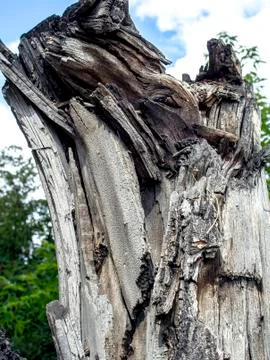 Side surface of an old stump with cracks and fractures Stock Photos