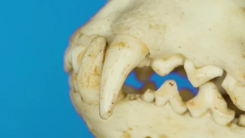 The side teeth and fangs of the Eurasian otter on a macro shot Stock Footage 102771644