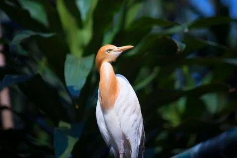 Side tilt brown bird  Stock Photos