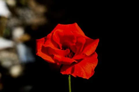 Side top view from a red rose blossom Stock Photos