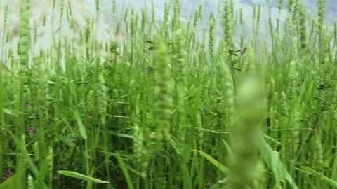 Side Track In The Green Wheat Fields Stock Footage 94422306