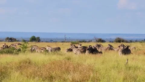 A side track view of Zebras in the grassland with a drone at Kruger Stock Footage 243977545