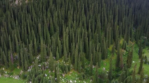 Side Tracking Drone Shot Over Spruce Forest. Kyrgyzstan, Karakol Stock Footage 332787089