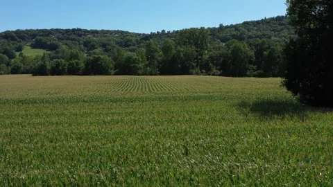 Side tracking shot of lines in a cornfield Stock Footage 144164654