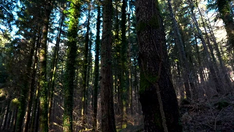 Side Tracking Shot Through Forest Trees Video stock 329419188