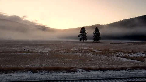 Side tracking shot of two trees standing in a snow covered pasture with a fog Stock Footage 124713955