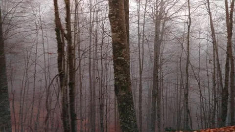 Side tracking shot in a wild forest with fog Stock Footage 125049975