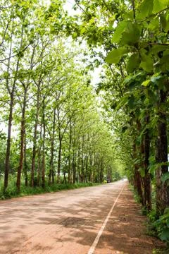 Side of the tree line Stock Photos