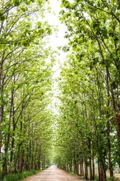 Side of the tree line Stock Photos