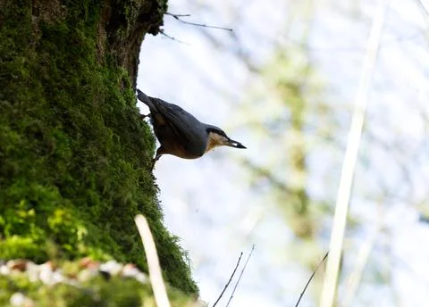 Side of the tree Stock Photos