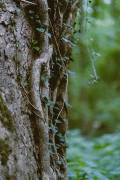 Side of tree with roots and vegetation 库存照片