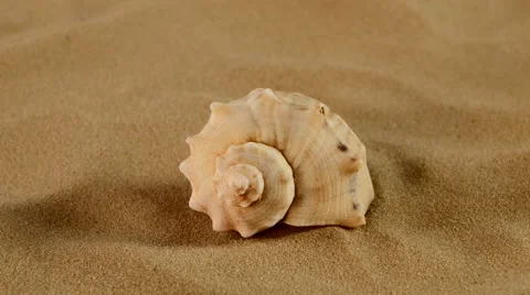 Side of usual marine seashell on sand, rotation, close up Stock Footage 54226841