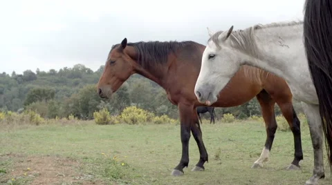 Side video of white and brown horses outdoor  gimbal steadicam 動画素材 64565133