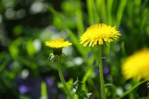 Side view of 2 dandelions Stock Photos