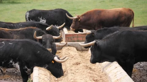 Side view of 4 to 5 year old spanish bulls eating food supplement from feeder.  Video stock 153358041